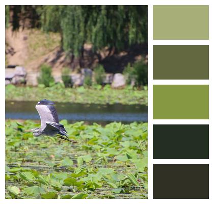 Lake Grey Heron Bird Image